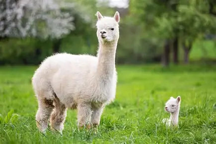 Alpaca